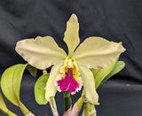 Blc. Mem. Helen Brown 'Showpiece' AM/AOS (6"p)