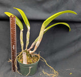 Blc. Magic Meadow (5"p) <br> (Blc. Mem. Helen Brown  x B. digbyana)