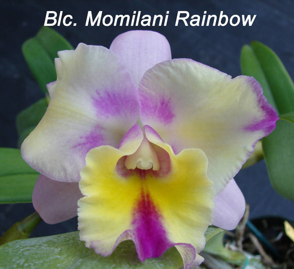 Blc. Momilani Rainbow (6