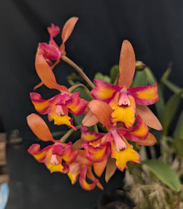 Recchara Marvideen Rose  'A1' (BR)<br>(Blc. Momilani Rainbow x Schomburgkia colombiana)