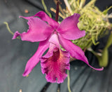 Blc. Only Cucu (m) <br>(Brassavola cucullata x Blc. Oconee)
