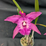 Blc. Only Cucu (4"p) <br>(Brassavola cucullata x Blc. Oconee)