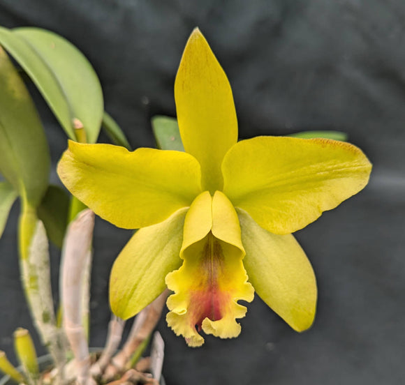 Blc. Pennsylvania Spring x B. digbyana (6