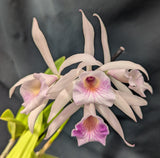 Blc. Playa Arapo (5"p) <br>