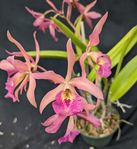 Blc. Playa Cuyagua 'Junio' (5"p)<br> ( Bc. Maikai x Lc. Gold Digger)