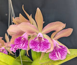Blc. Playa Morrocoy (6" pot)<br> (Blc. Chinese Bronce x Bc. Maikai 'Majumi')