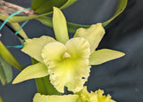 Blc. Ports of Paradise 'Gleneyres Green' (6" pot)<br> (Meristem)
