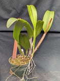 Blc. Ports of Paradise 'Gleneyres Green' (6" pot)<br> (Meristem)