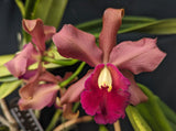 Blc. Roncola (6"p)
