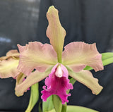 Blc. Roncola (6"p)