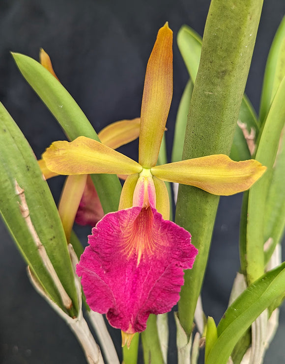 Blc. Sedona's Surprise (6