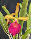 Blc. Sedona's Surprise (6"p) <br>(Pot Caesars Head x B nodosa)