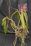 Blc. Simone Rose Fender (6"b)<br>[Blc. (Booth Lee x Gene May)]