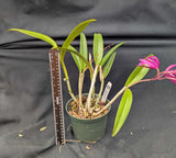 Blc. Simone Rose Fender (5"p)<br>[Blc. (Booth Lee x Gene May)]