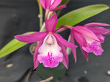 Blc. Simone Rose Fender (5"p)<br>[Blc. (Booth Lee x Gene May)]