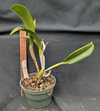 Blc. Steve Stevenson 'Pokan' AM/AOS (6"p)