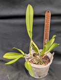 Blc. Toshie Aoki 'Encore' (6"p)