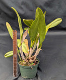 Blc. Waianae King 'Kosaki' (6"p)