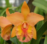 Blc. Waianae King 'Kosaki' (6"p)