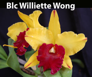 Blc. Wiliete Wong (5")