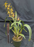 Bnfd. Gilded Tower 'Mystic Maze' (6"p)