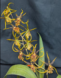 Bnfd. Gilded Tower 'Mystic Maze' (6"p)