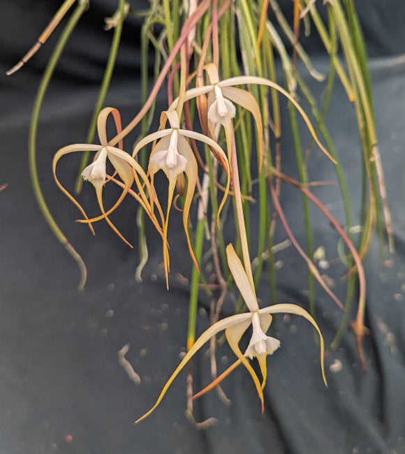 Brassavola appendiculata Large Plant (mounted)
