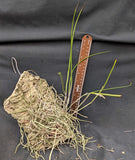 Brassavola cucullata   (mounted)