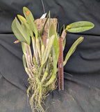 Rhyncholaelia (Brassavola) digbyana Large Plant (Mounted)