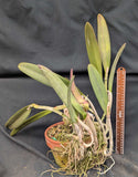 Brassavola digbyana (Large Bare Root Plant)