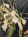 Brassavola flagellaris large (mounted)