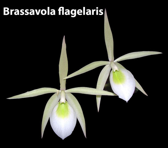 Brassavola flagelaris (2