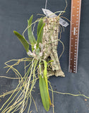 Rhyncholaelia (Brassavola) glauca (mounted)