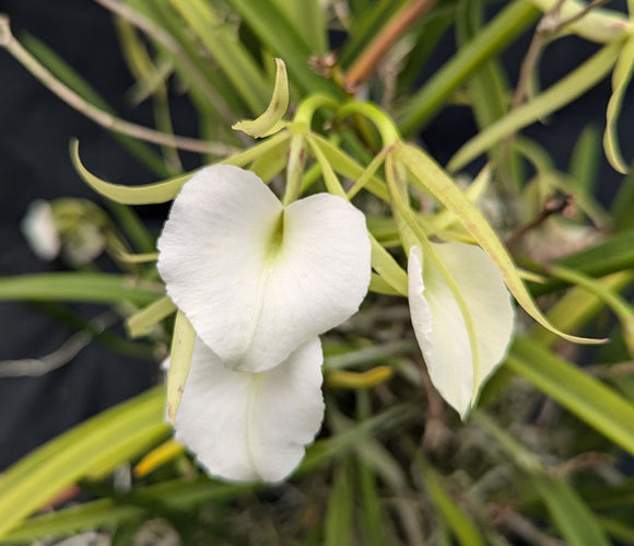 B. nodosa Grandiflora 'Josephine' (BR)