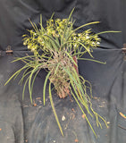 Brassavola sublifolia (cordata) Large (mounted)