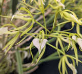 Brassavola sublifolia (cordata) Large (mounted)