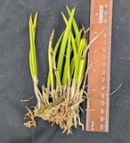 Brassavola tuberculata (BR)