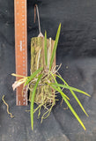 Brassavola venosa (mounted)