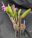 Bc. Playa Todasana (6"p) overgrown<br> (C. Portia 'Canizarro' x Bc. Maikai 'Mayumi')