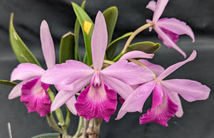 Bc. Playa Todasana (6"p) overgrown<br> (C. Portia 'Canizarro' x Bc. Maikai 'Mayumi')