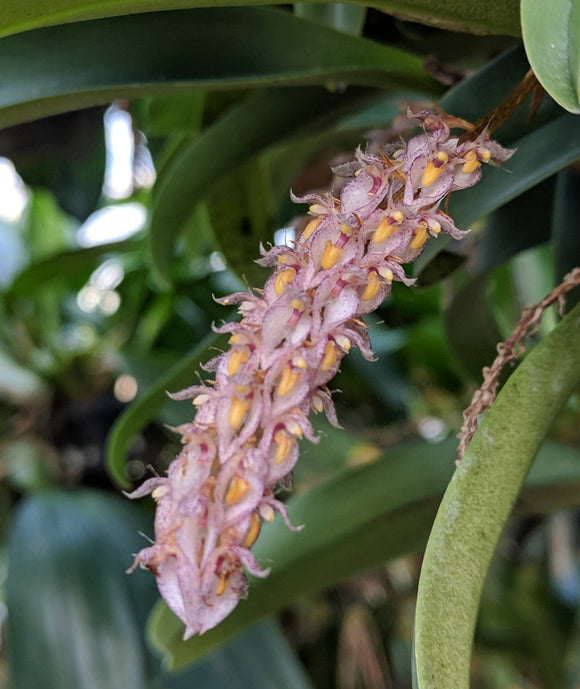 Bulbophyllum lilacinun (BR)