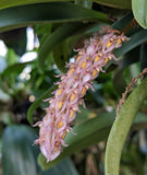 Bulbophyllum lilacinun (BR)