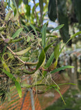 Bulbophyllum falcatum (BR)