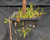 Bulbophyllum falcatum (8"b)