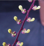 Bulbophyllum falcatum (BR)