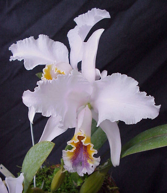 Cattleya mossiae coerulea 'Ayala x Maracay' (4