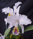 Cattleya mossiae coerulea 'Ayala x Maracay' (4" pot)