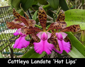 Cattleya Landate 'Hot Lips' x self (2"p)