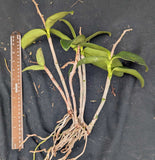 Cattleya Landate 'Hot Lips' Bare root division