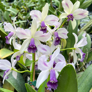 Cattleya Miranda's Blue Berry 'Miranda Orchids' AM/AOS (2"p)